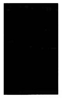MULBERRY 44151 1G ALMOND BLANK